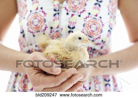 Caucasian woman holding chick View Large Photo Image Stock Photo - Caucasian woman holding chick. Fotosearch