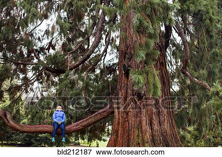 Stock Photo - Caucasian woman sitting in tree. Fotosearch