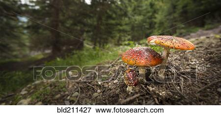 Stock Photo - Close up of amanita mushrooms growing in forest. Fotosearch