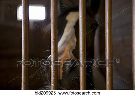 Stock Photography - Close up of horse's nose in stall. Fotosearch