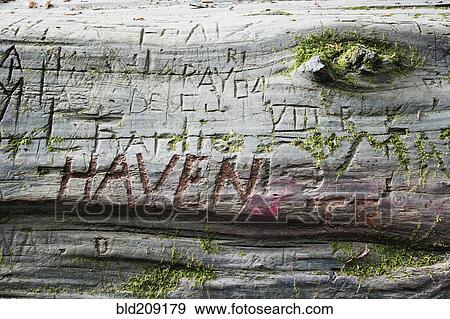 Stock Photo - Closes up of names carved in redwood log. Fotosearch