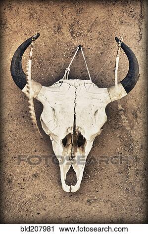 Cow Skull View Large Photo Image Stock Image - Cow Skull. Fotosearch
