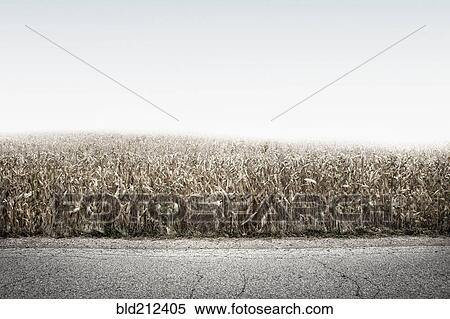 Stock Photography - Crop field growing along rural road. Fotosearch