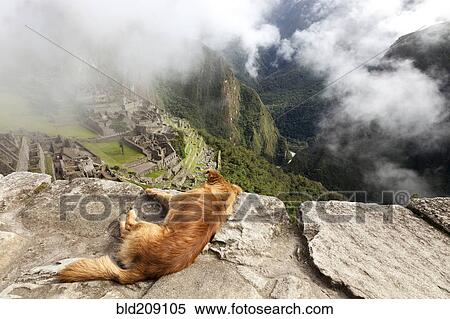 Dog relaxing on mountain overlooking Machu Picchu, Machu Picchu, Peru View Large Photo Image Stock Photography - Dog relaxing on mountain overlooking Machu Picchu, Machu Picchu, Peru. Fotosearch