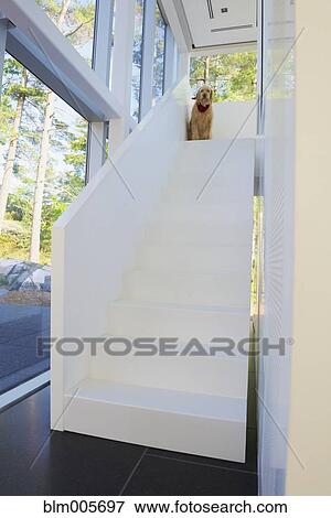 Dog sitting at top of modern staircase View Large Photo Image Stock Photo - Dog sitting at top of modern staircase. Fotosearch