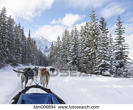 Picture - Dogs pulling dog sled in remote snow covered forest. Fotosearch