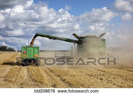 Dust rising Grain shute with a flow of grain into a trailer View Large Photo Image Stock Photo - Dust rising Grain shute with a flow of grain into a trailer. Fotosearch