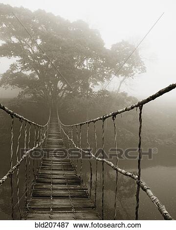 Stock Photo - Fog surrounding trees and footbridge. Fotosearch