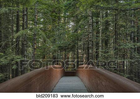 Footbridge in Redwood National Park, California, United States View Large Photo Image Stock Image - Footbridge in Redwood National Park, California, United States. Fotosearch