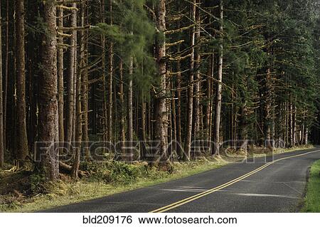 Stock Photograph - Forest trees along rural road. Fotosearch
