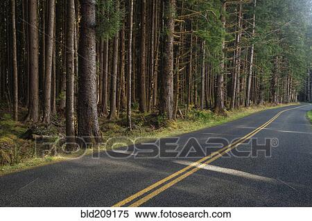 Stock Photography - Forest trees along rural road. Fotosearch