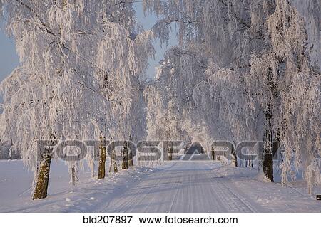 Stock Photo - Frozen Path Through Trees. Fotosearch