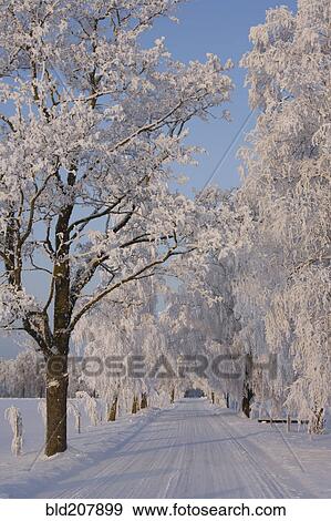 Frozen Path Through Trees View Large Photo Image Stock Photo - Frozen Path Through Trees. Fotosearch