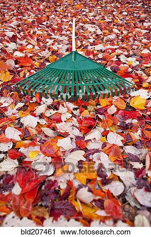 Stock Image - Garden rake lying on carpet of autumn leaves. Fotosearch