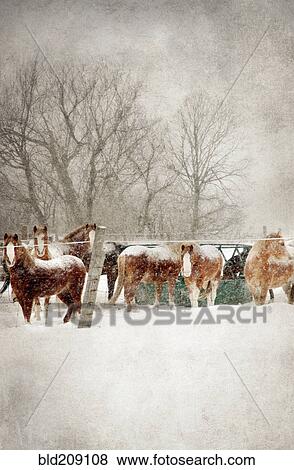 Horses grazing in snowy field View Large Photo Image Stock Photo - Horses grazing in snowy field. Fotosearch