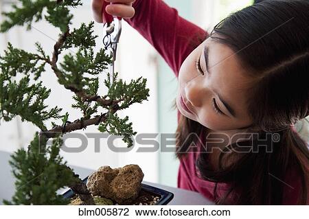 Japanese girl pruning bonsai tree View Large Photo Image Stock Image - Japanese girl pruning bonsai tree. Fotosearch