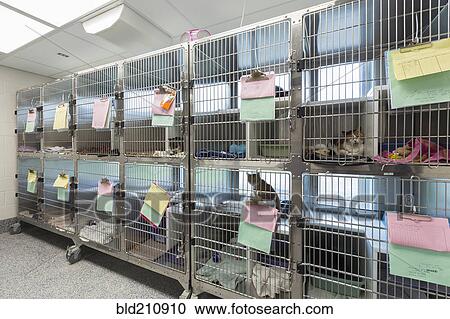 Kitten sitting in cages at animal shelter View Large Photo Image Stock Image - Kitten sitting in cages at animal shelter. Fotosearch