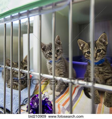 Kittens sitting in cage at animal shelter View Large Photo Image Stock Photo - Kittens sitting in cage at animal shelter. Fotosearch