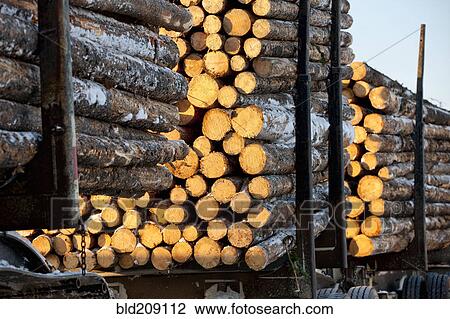 Stock Image - Logging truck pulling fresh cut logs. Fotosearch