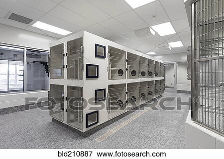 Metal doors of empty cages in animal shelter View Large Photo Image Stock Photo - Metal doors of empty cages in animal shelter. Fotosearch