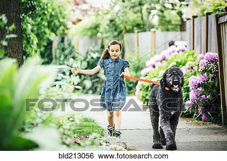 Mixed race girl walking dog on suburban sidewalk View Large Photo Image Stock Photograph - Mixed race girl walking dog on suburban sidewalk. Fotosearch