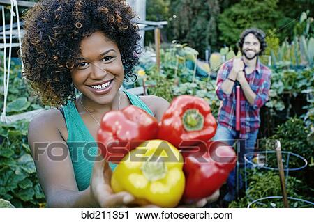 Stock Image - Mixed race woman picking peppers in garden. Fotosearch