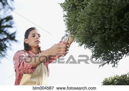 Stock Photo - Mixed race woman working in garden nursery. Fotosearch