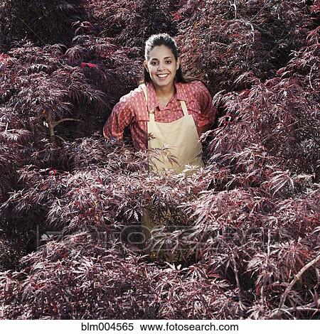 Mixed race woman working in garden nursery View Large Photo Image Stock Photography - Mixed race woman working in garden nursery. Fotosearch