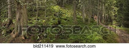 Stock Photo - Mt Blanc trail in forest, Switzerland. Fotosearch
