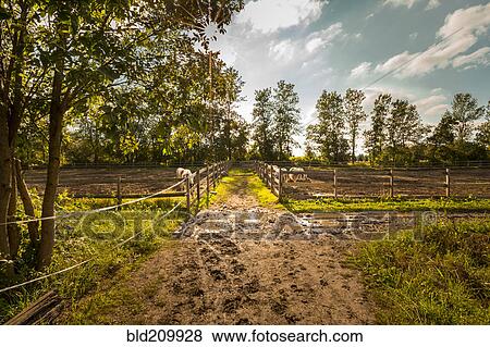 Stock Photo - Muddy path on horse farm. Fotosearch