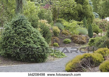Stock Photo - New growth on the plants and trees in the Conifer Garden. Fotosearch