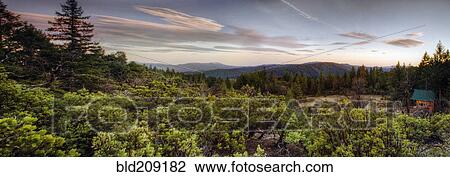 Stock Image - Panoramic view of forest treetops at sunset. Fotosearch