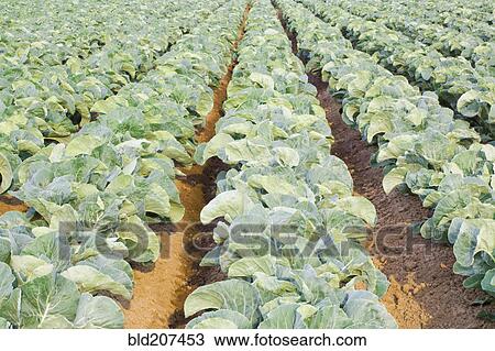 Stock Image - Rows of cauliflowers growing in field. Fotosearch