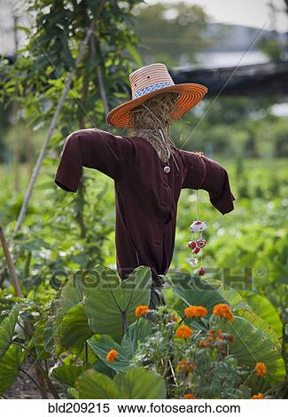 Stock Photography - Scarecrow in crop field. Fotosearch