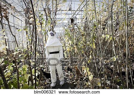 Stock Image - Scientist in clean suit working in greenhouse. Fotosearch