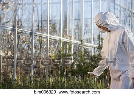 Scientist in clean suit working in greenhouse View Large Photo Image Stock Photo - Scientist in clean suit working in greenhouse. Fotosearch