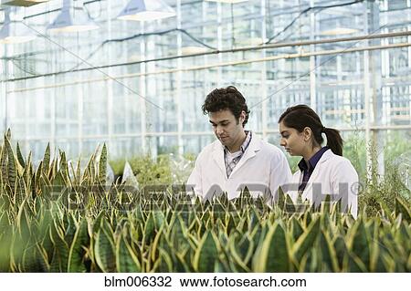 Scientists working in greenhouse View Large Photo Image Stock Image - Scientists working in greenhouse. Fotosearch