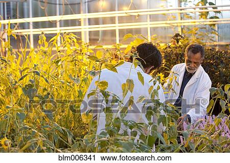 Stock Image - Scientists working in greenhouse. Fotosearch