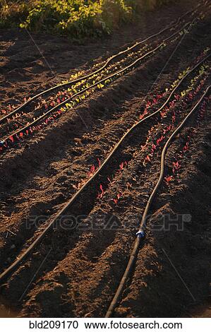 Stock Image - Seedlings growing in crop field. Fotosearch