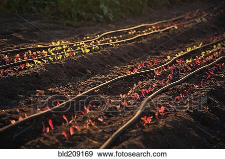 Stock Photo - Seedlings growing in crop field. Fotosearch