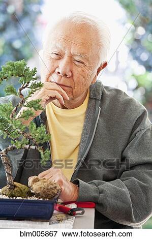 Senior Japanese man looking at bonsai tree View Large Photo Image Stock Photo - Senior Japanese man looking at bonsai tree. Fotosearch