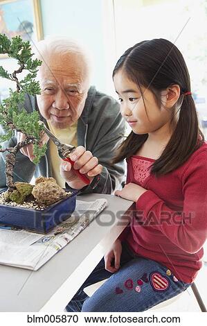 Senior Japanese man pruning bonsai tree with granddaughter View Large Photo Image Stock Image - Senior Japanese man pruning bonsai tree with granddaughter. Fotosearch