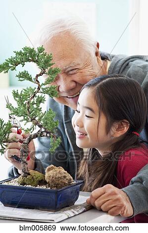 Senior Japanese man pruning bonsai tree with granddaughter View Large Photo Image Stock Photo - Senior Japanese man pruning bonsai tree with granddaughter. Fotosearch