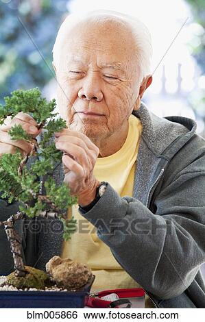 Stock Photograph - Senior Japanese man pruning bonsai tree. Fotosearch