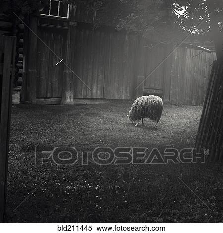 Stock Photography - Sheep grazing in barnyard. Fotosearch