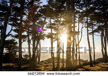 Silhouette of trees along coastline View Large Photo Image Picture - Silhouette of trees along coastline. Fotosearch