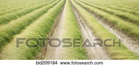 Picture - Tall iris grass growing in crop field. Fotosearch