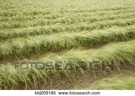 Stock Photography - Tall iris grass growing in crop field. Fotosearch