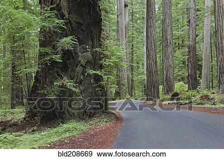 Stock Photo - The giant redwood trees in Humboldt Redwards State Park. Fotosearch