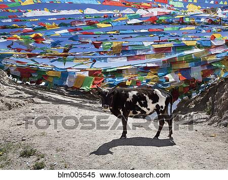 Tibetan prayer flags and cow View Large Photo Image Stock Photography - Tibetan prayer flags and cow. Fotosearch